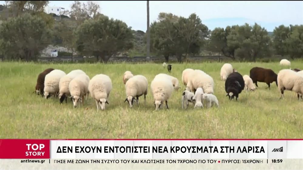 Πανώλη: Επιχείρηση για τον περιορισμό της από εκατοντάδες κτηνίατρος