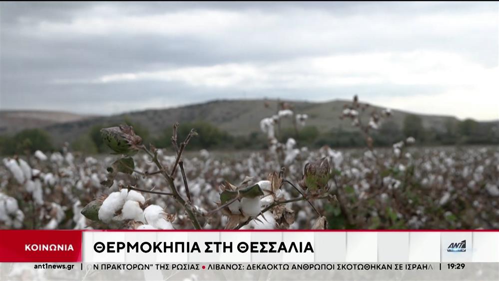 Θεσσαλία: Η δυσκολία στα θερμοκήπια για να σωθεί ο “πληγωμένος” κάμπος 
