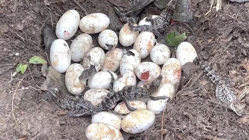 Καμπότζη: 60 αυγά σε μια γέννα από σπάνιο είδος κροκόδειλου!