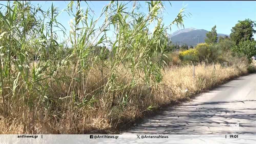 Ακαθάριστα οικόπεδα: Η παράταση για τον καθαρισμό τους και τα πρόστιμα