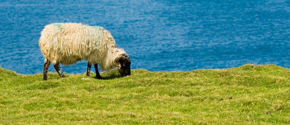 Αδέσποτα αιγοπρόβατα: Δήμος δίνει 80 ευρώ για κάθε “σύλληψη” ζώου!