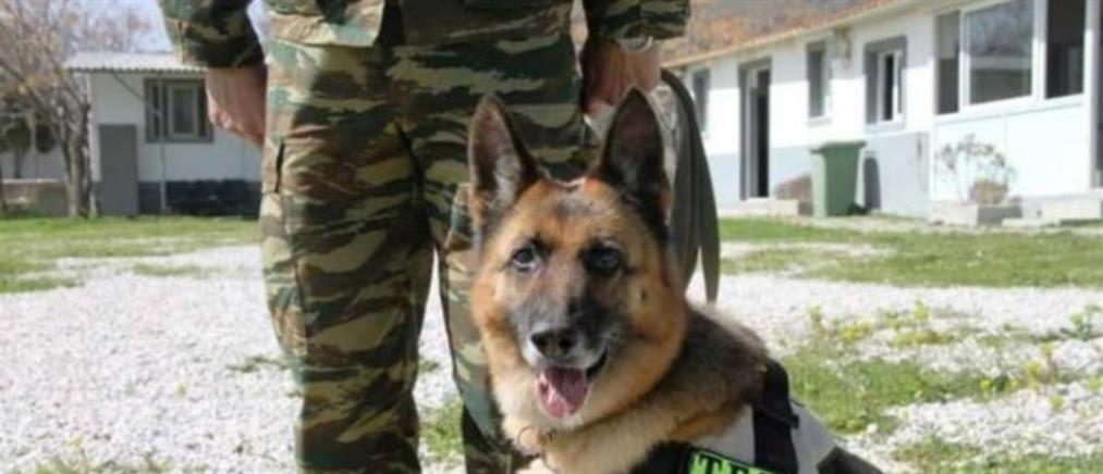 Οι Ένοπλες Δυνάμεις “έστειλαν χαρτί” για εκατοντάδες στρατιωτικούς σκύλους