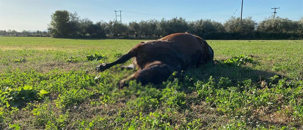 Λεπενού: Πυροβόλησαν και σκότωσαν άγρια άλογα (εικόνες)