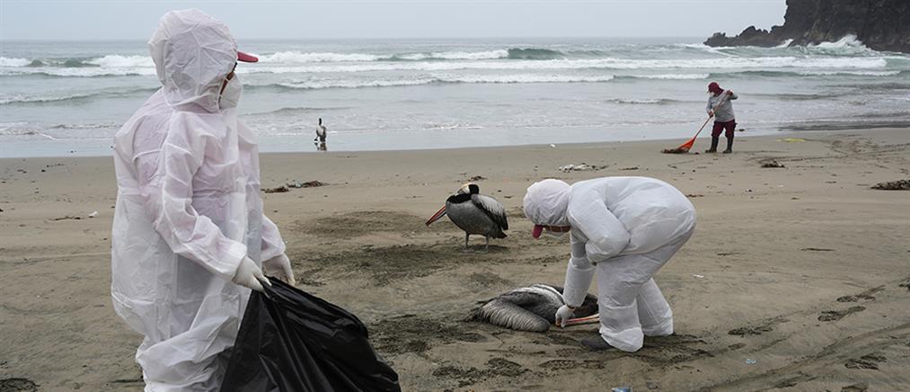 Χιλή: Μυστήριο με χιλιάδες νεκρά θαλάσσια πουλιά στις παραλίες
