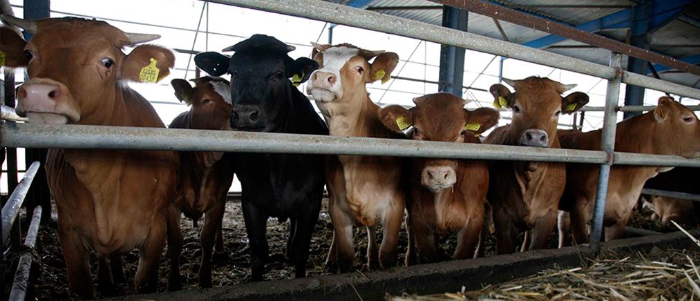 Κατάρ: εισαγωγή 4000 αγελάδων αεροπορικώς!