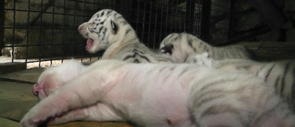 Τέσσερα λευκά τιγράκια σε ζωολογικό κήπο της Κριμαίας