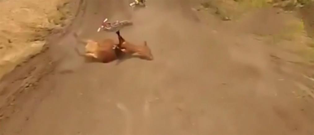 Μοτοσικλετιστής «καρφώθηκε» πάνω σε αγελάδα που κοιμόταν σε αγώνα