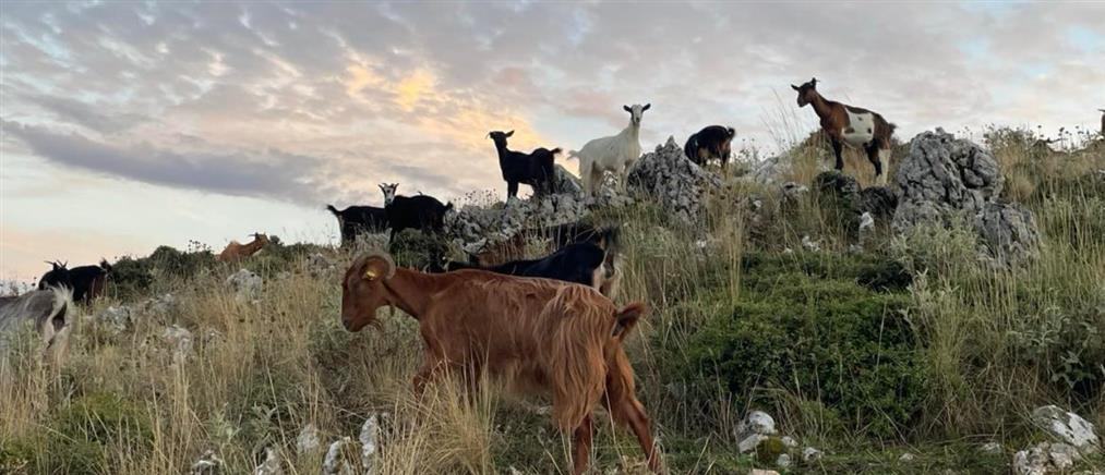 Ευλογιά των προβάτων - Λήμνος: Συναγερμός για ύποπτο κρούσμα