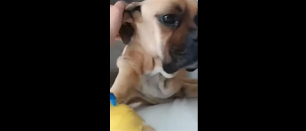 Κακοποίηση ζώων: Σκυλί βρέθηκε σκελετωμένο και αλυσοδεμένο (βίντεο)