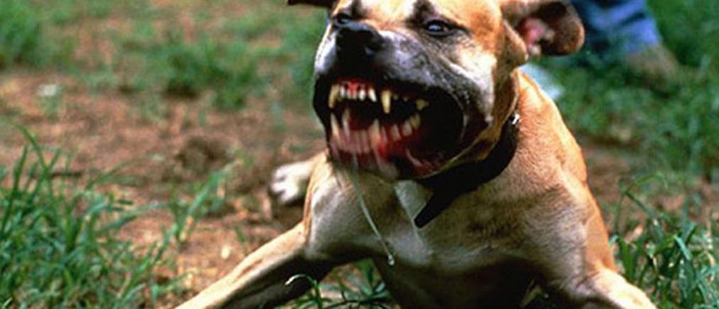 Πάτρα: Πιτμπουλ επιτέθηκε σε ζευγάρι και κατακρεούργησε το σκυλί τους!