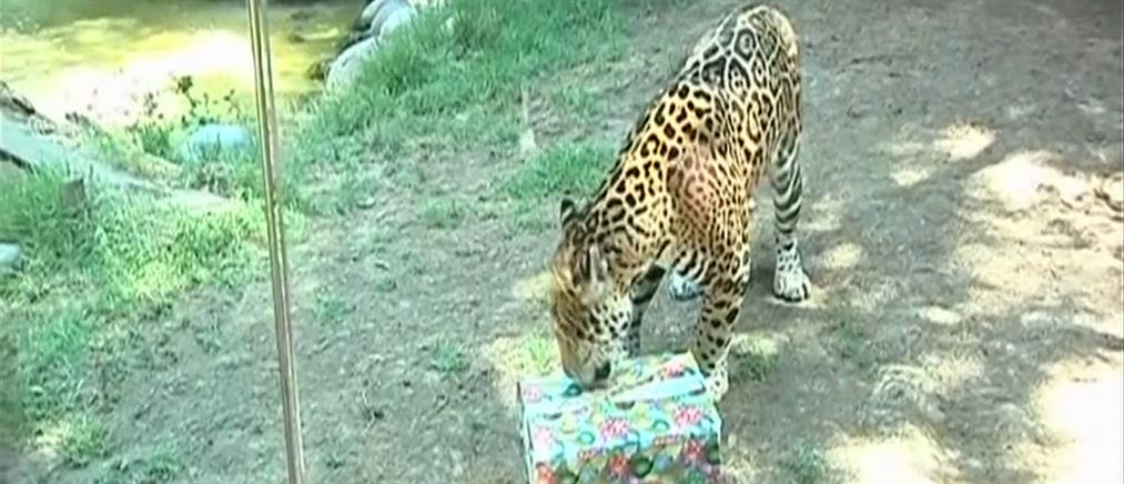 Έφτασαν νωρίς τα χριστουγεννιάτικα δώρα σε ζωολογικό κήπο της Χιλής