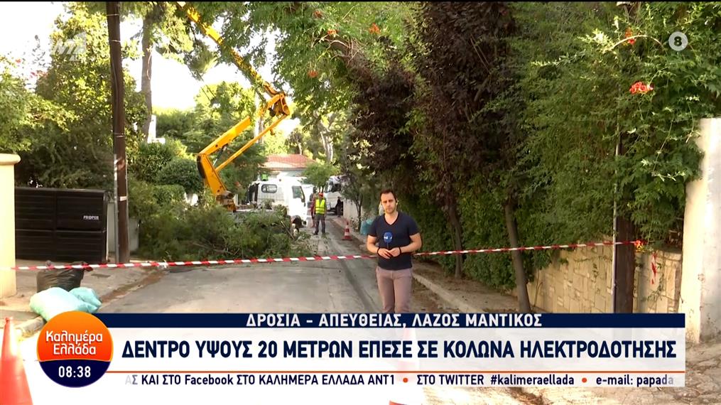 Δροσιά: Δέντρο ύψους 20 μέτρων έπεσε σε κολώνα ηλεκτροδότησης – Καλημέρα Ελλάδα – 02/07/2024
