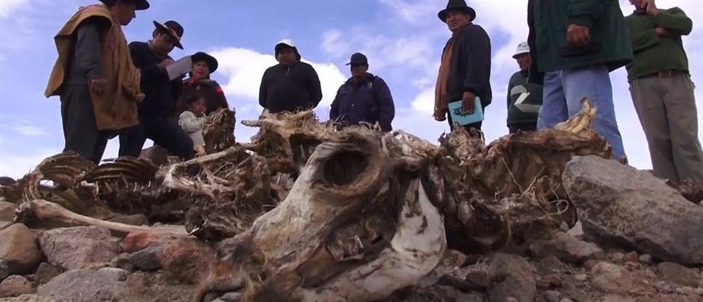 Σε απόγνωση οι κτηνοτρόφοι της Βολιβίας λόγω της ξηρασίας