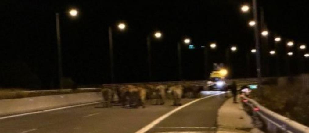Εγνατία οδός: έκλεισε λόγω εκτροπής φορτηγού με αγελάδες (εικόνες)