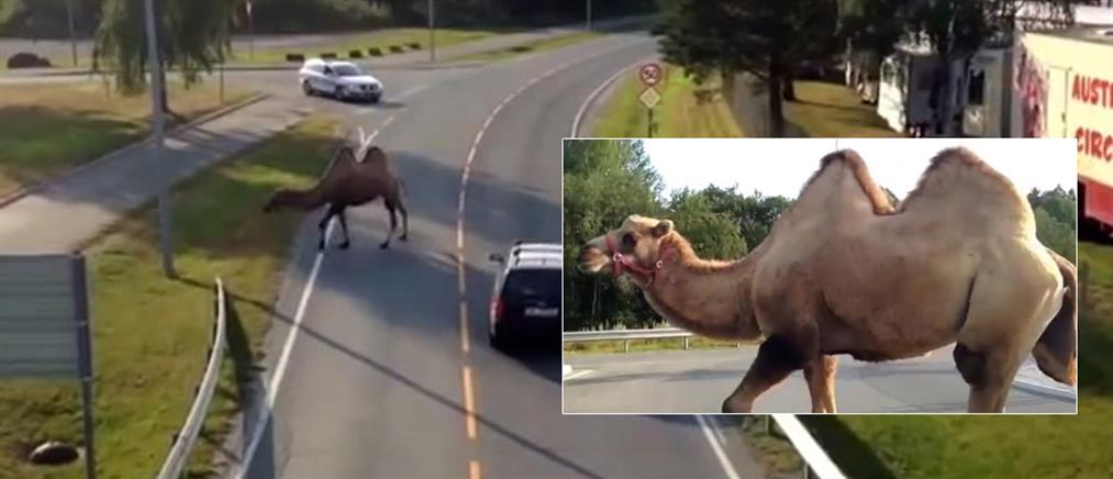 Η καμήλα που «έκοβε» βόλτες στο κέντρο της πόλης