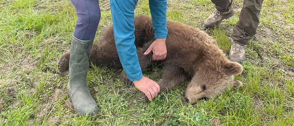 Πρέσπες: Διάσωση αρκούδας από παράνομη παγίδα (εικόνες)