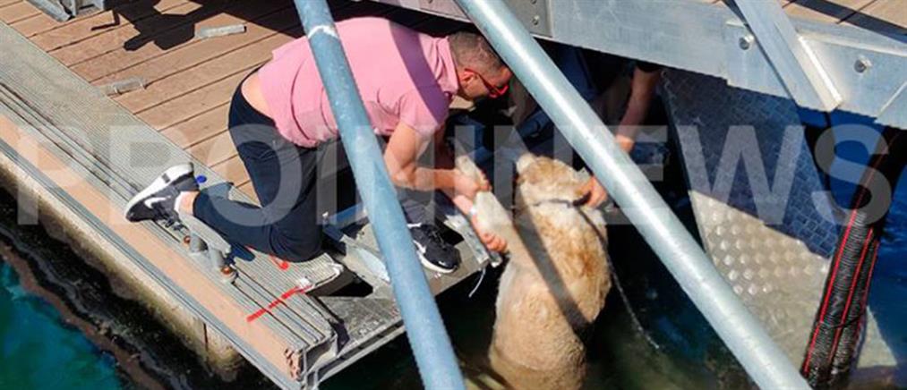 Καβάλα: Κλώτσησε σκύλο στη θάλασσα (εικόνες)