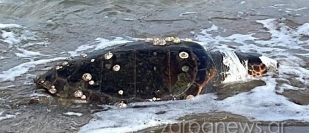 Χανιά: τεράστια χελώνα ξεβράστηκε σε παραλία (εικόνες)
