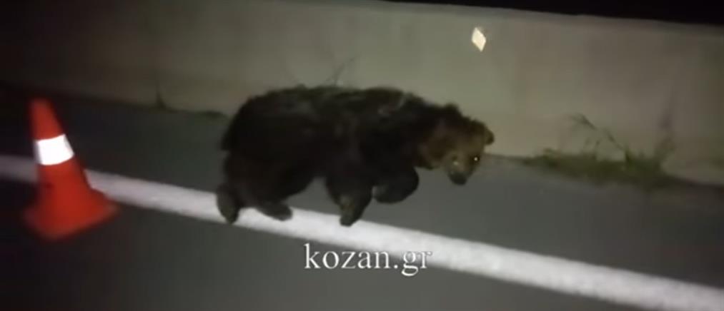 Αρκουδάκι σκοτώθηκε σε τροχαίο στην Κοζάνη (βίντεο)