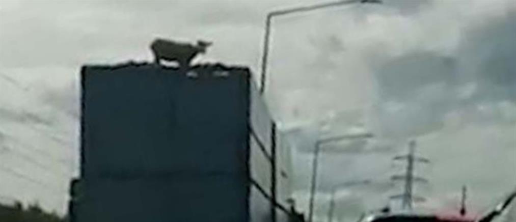 Βίντεο: πρόβατο σε οροφή φορτηγού!