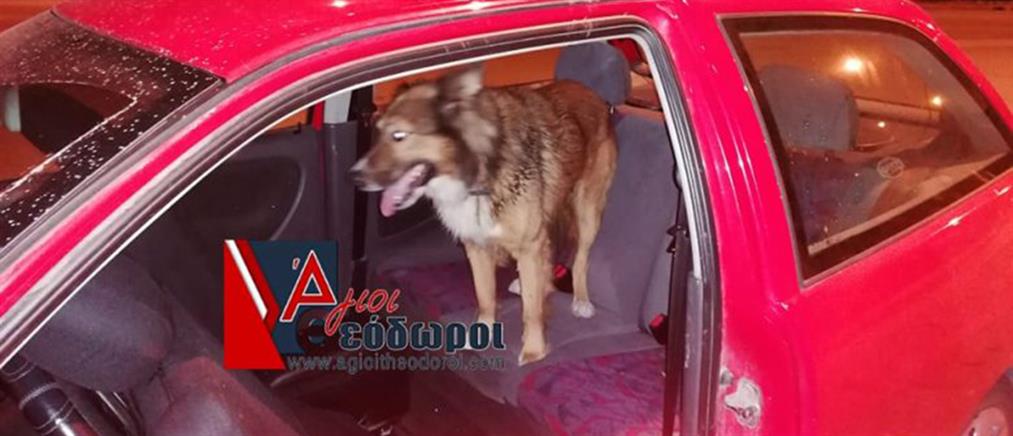 Εισβολή αδέσποτου σκύλου μέσα σε αυτοκίνητο (βίντεο)