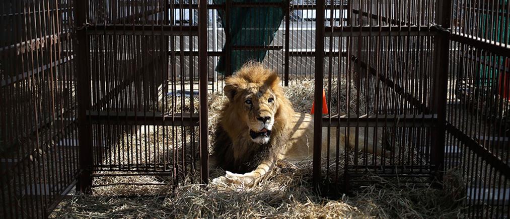 Περισσότερα από 30 λιοντάρια ταξίδεψαν προς την ελευθερία (βίντεο)