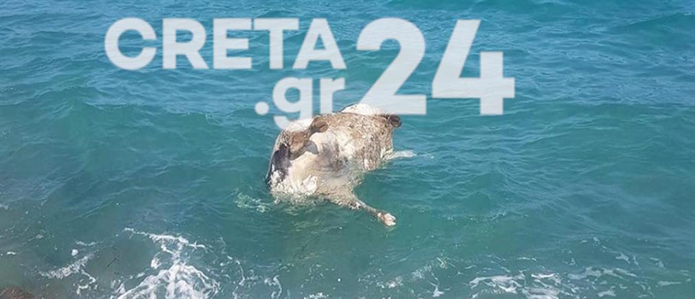 Κρήτη: αγελάδα βρέθηκε νεκρή στην θάλασσα (εικόνες)