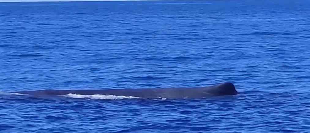 Φάλαινα – φυσητήρας κολυμπά από τη Ζάκυνθο στην Πύλο (βίντεο)