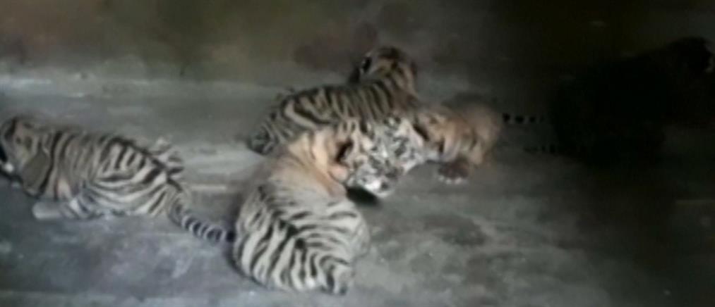 Έξι σπάνιες τίγρεις Σιβηρίας γεννήθηκαν στη Ρωσία (βίντεο)