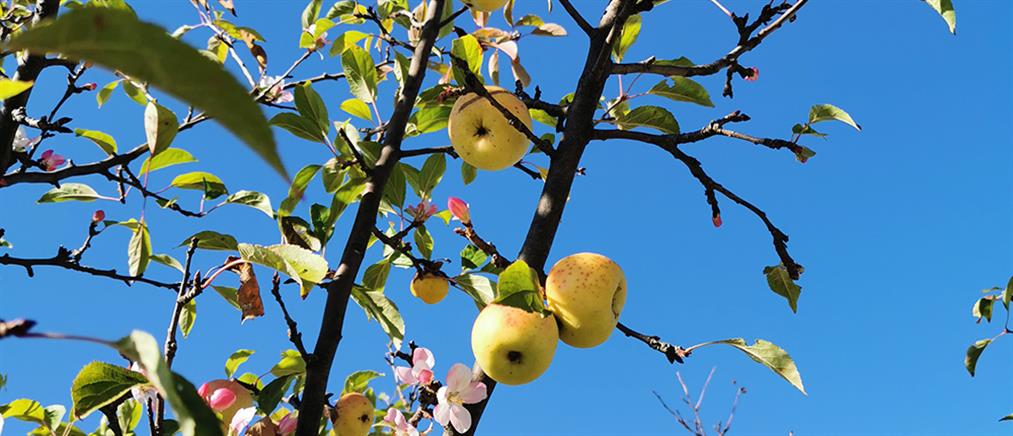 Σέρρες: Άνθισαν οι “άγριες” μηλιές μέσα στο φθινόπωρο (εικόνες)
