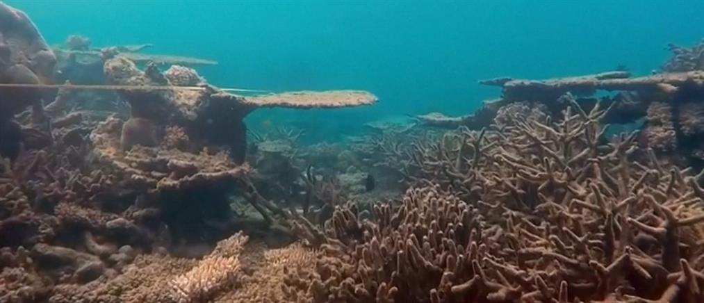 Πεθαίνουν τα κοράλλια της Αυστραλίας (βίντεο)