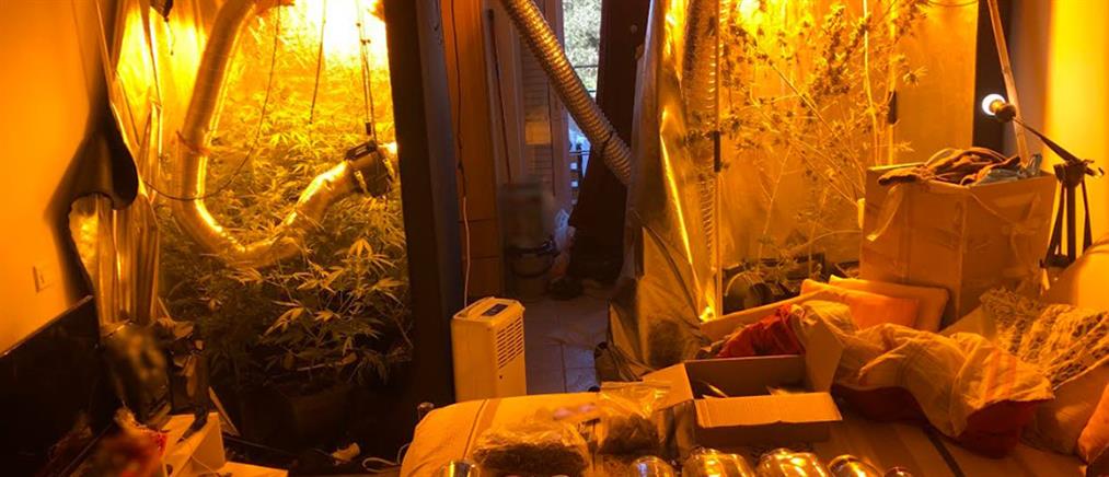 Ναρκωτικά - Πάτρα: Είχε μετατρέψει το σπίτι του σε θερμοκήπιο καλλιέργειας χασίς (εικόνες)