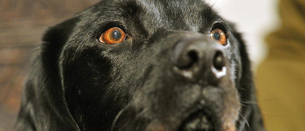 Ένας σκύλος με το όνομα «Σκανδάλη»... πυροβόλησε την ιδιοκτήτρια του