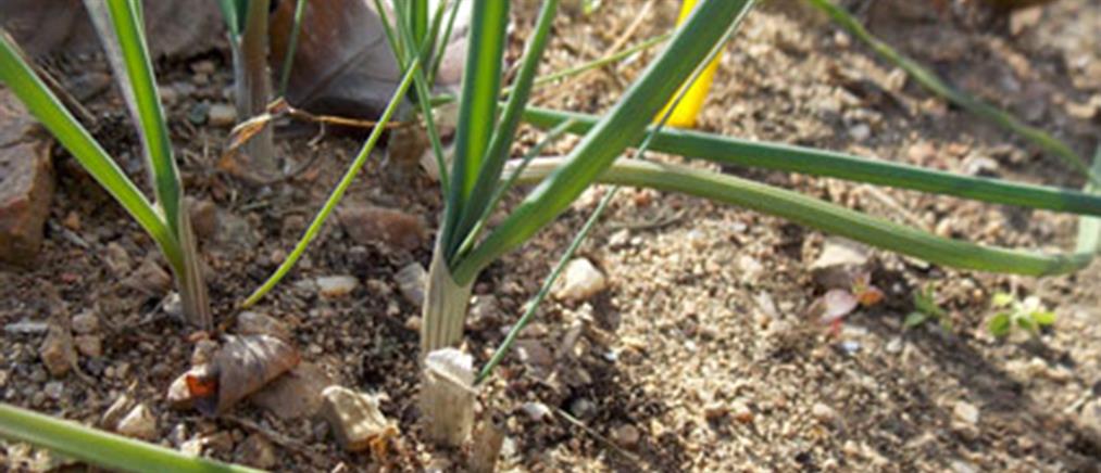 Γουμένισσα: νέο φυτό καταγράφηκε για πρώτη φορά στον κόσμο