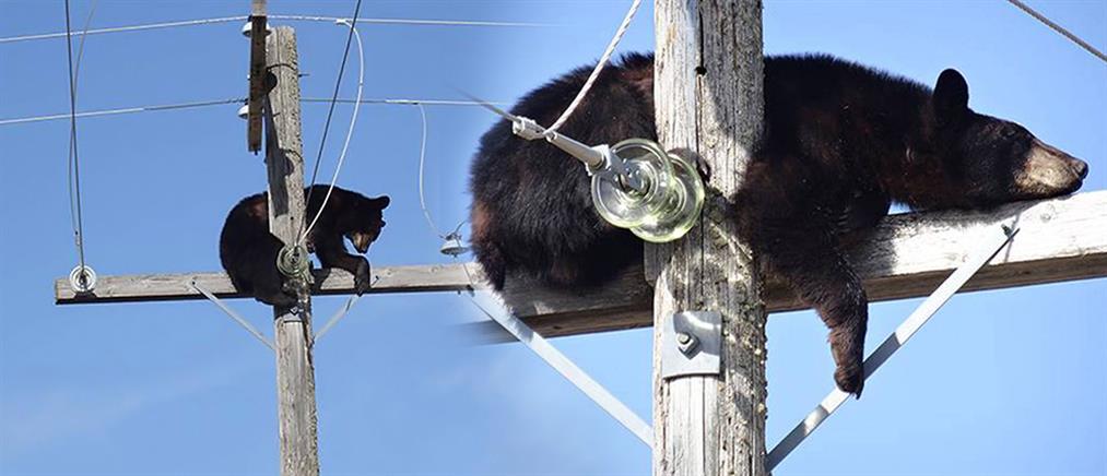 Αρκούδα κοιμάται πάνω σε κολώνα ηλεκτροδότησης
