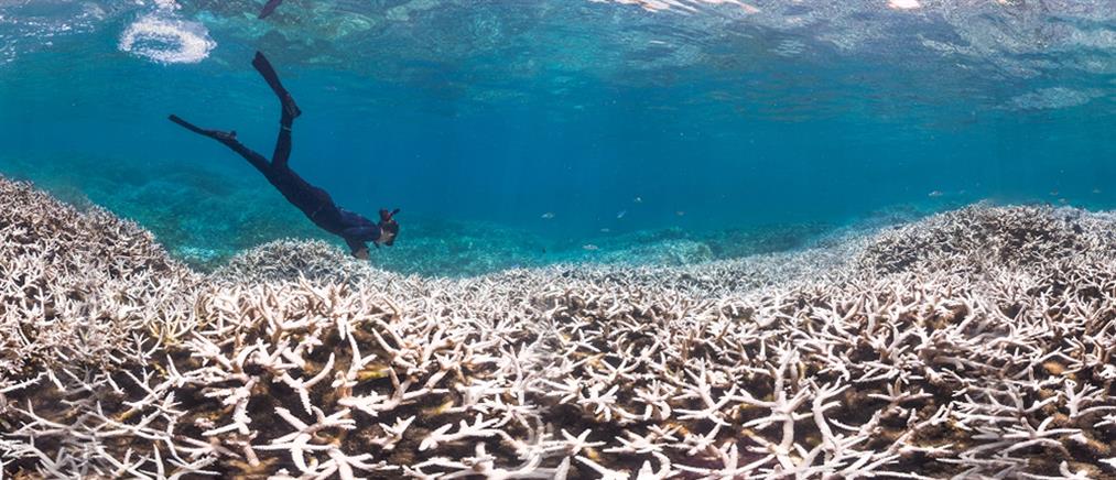 WWF: “Αργοσβήνουν οι θάλασσες λόγω κλιματικής αλλαγής”