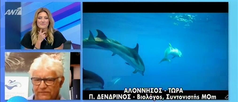 Αλόννησος: η αύξηση του αριθμού των δελφινιών και το πρόγραμμα της MOm (βίντεο)