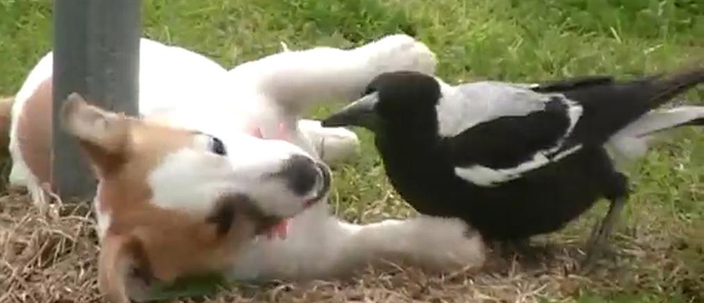 Απολαυστικό βίντεο με το παιχνίδι ενός σκύλου με ένα… πουλί!