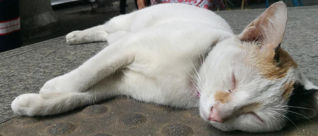 Κρήτη: κλώτσησε έγκυο γάτα και απέβαλε (βίντεο)
