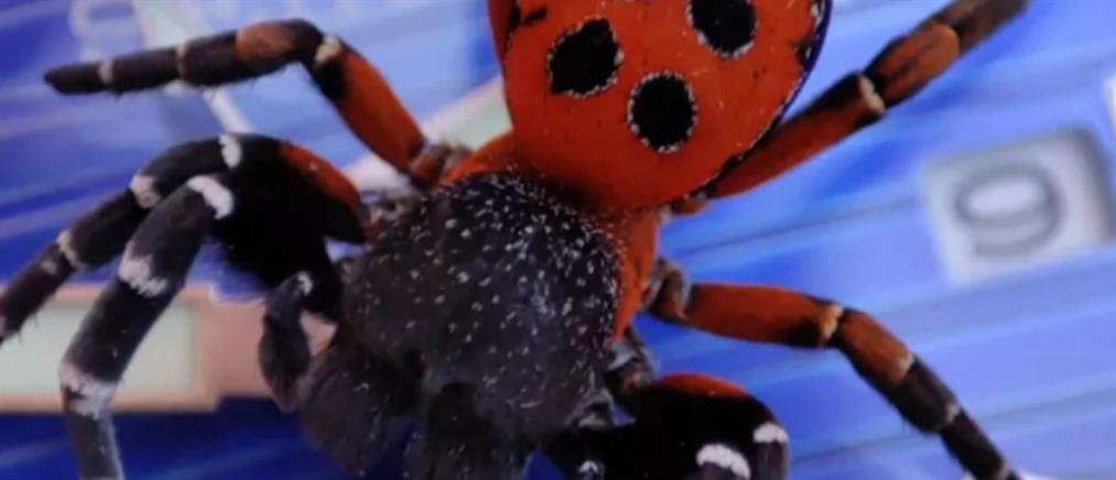 Ξάνθη: Εντοπίστηκε σπάνια αράχνη - πασχαλίτσα (εικόνες)