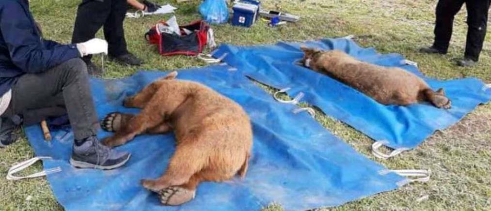 Αρκτούρος: Απελευθέρωσε δύο αρκουδάκια στο φυσικό τους περιβάλλον (εικόνες)