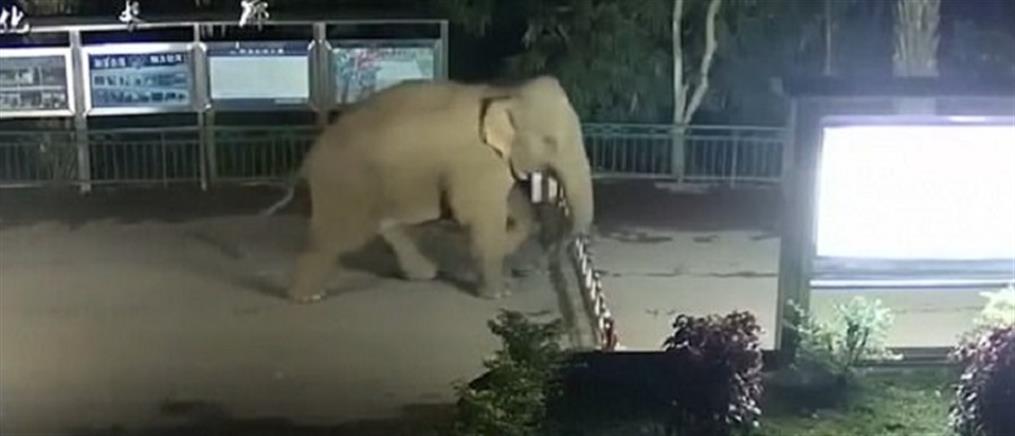 Ο ελέφαντας που δεν γνωρίζει σύνορα (βίντεο)