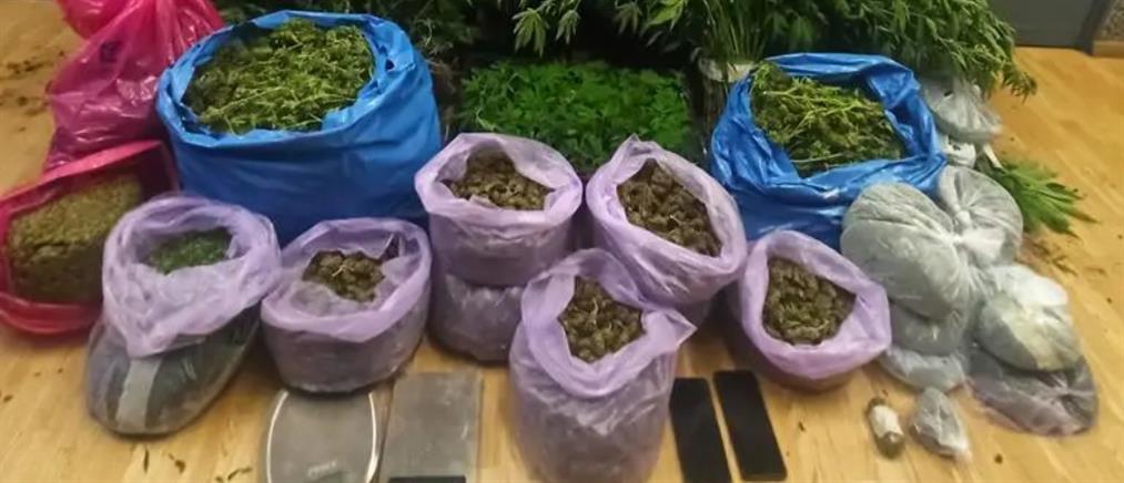 Ναρκωτικά - Συλλήψεις: Είχαν στήσει ολόκληρο φυτώριο κάνναβης (βίντεο)