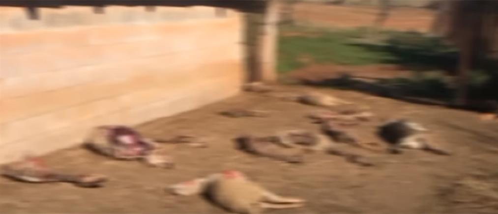 Κοζάνη: Αγέλη λύκων σκότωσε 50 πρόβατα - Σε απόγνωση ο κτηνοτρόφος (εικόνες)