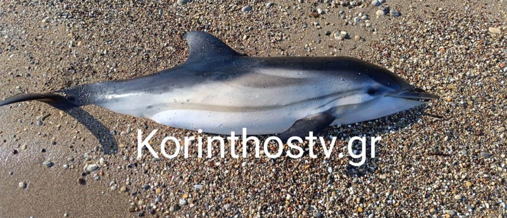 Κόρινθος: νεκρό το δελφίνι που έχασε τον προσανατολισμό του (εικόνες)