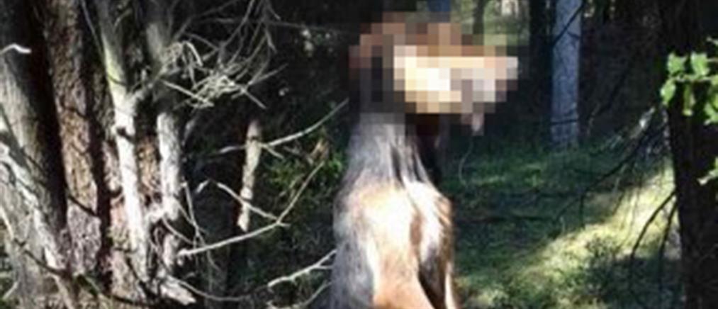 Φρίκη: κρέμασαν σκύλο σε δέντρο στην Τεγέα