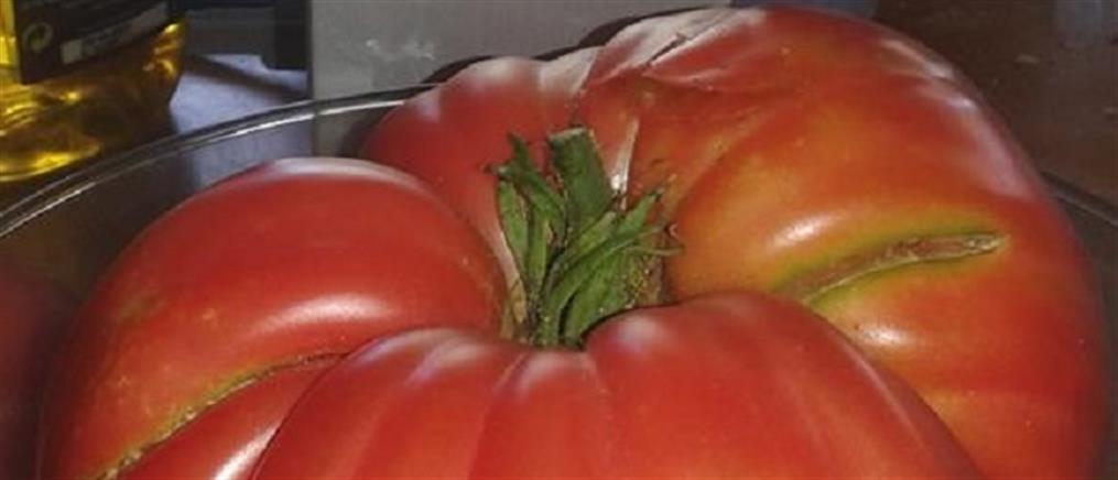 Ντομάτες για ρεκόρ Γκίνες στην Κοζάνη (εικόνες)