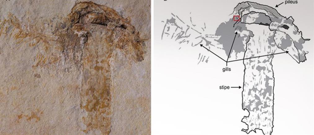 Μανιτάρι… 115 εκατ. ετών (φωτό)