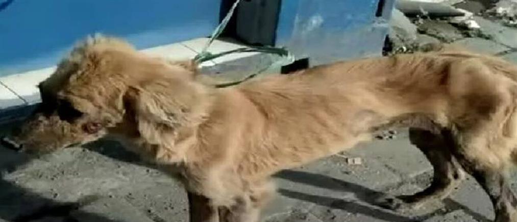 Μίλι: Η σκυλίτσα που επέζησε 40 ημέρες χωρίς νερό και τροφή (εικόνες)