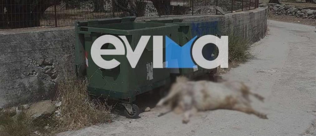 Εύβοια: Πέταξαν νεκρό ζώο στα σκουπίδια (εικόνες)